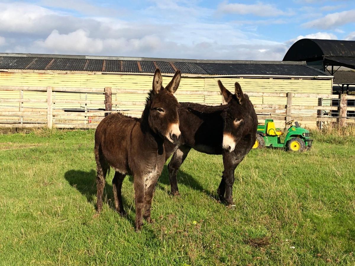 Rew Farm Country & Equestrian Accommodation - Sunrise Lodge Melksham Esterno foto