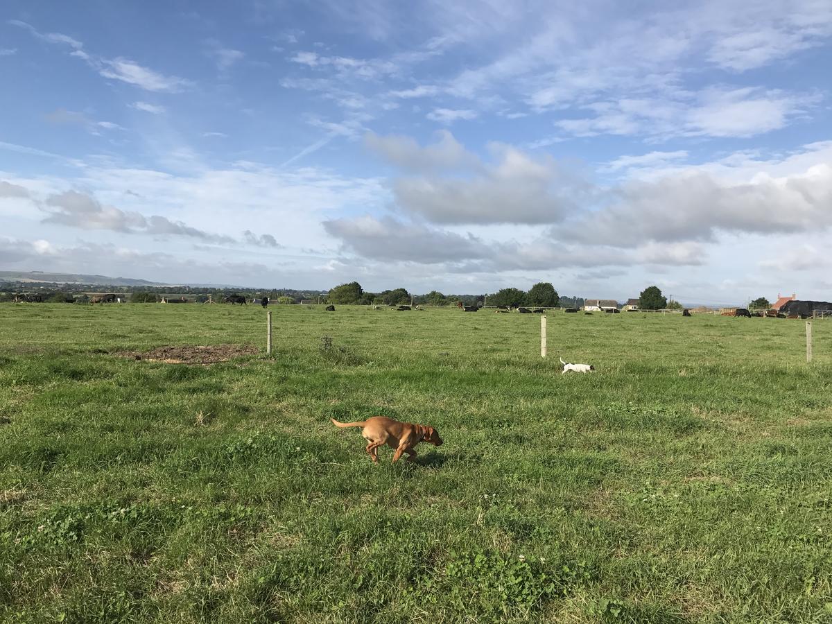Rew Farm Country & Equestrian Accommodation - Sunrise Lodge Melksham Esterno foto