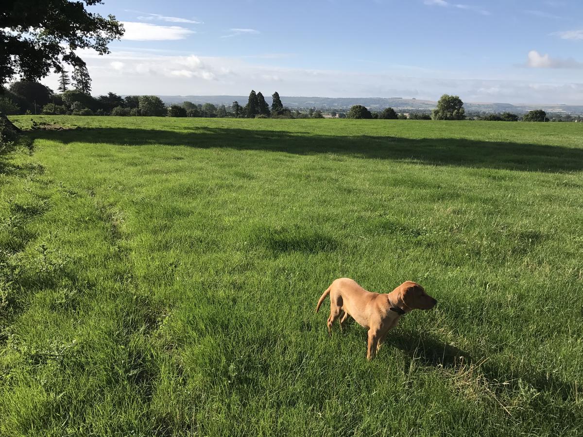 Rew Farm Country & Equestrian Accommodation - Sunrise Lodge Melksham Esterno foto